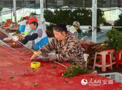 安徽肥西：苗木出口 花开海外